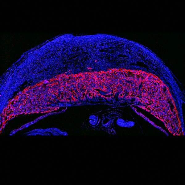 Immunofluorescent image of the placenta of a pregnant mouse labeled with DSHB antibody TROMA-I against Cytokeratin 8 (red). Antigen retrieval pH6 citrate buffer. Image Credit: Kannan Athilakshmi.